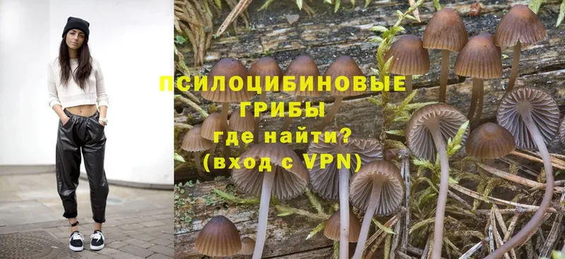 Галлюциногенные грибы Psilocybine cubensis  Богородск 